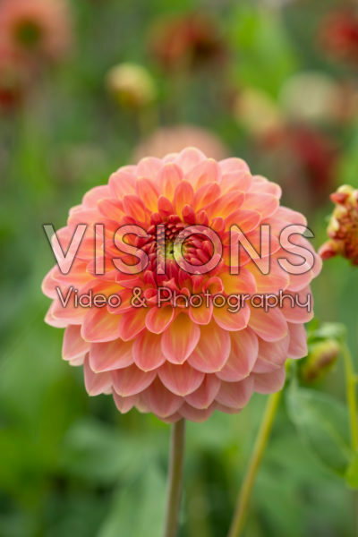 Dahlia Hillcrest Suffusion Dahlia Hillcrest Suffusion