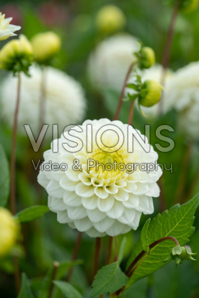 Dahlia Caro Dahlia Caro