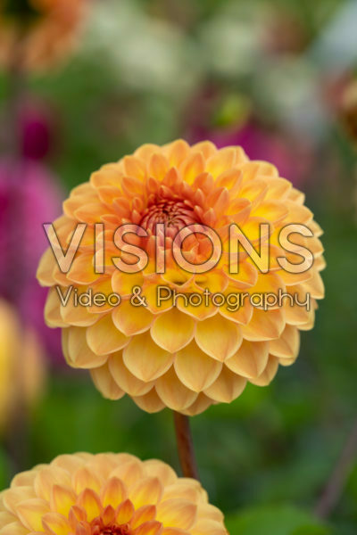 Dahlia Blyton Softer Gleam Dahlia Blyton Softer Gleam