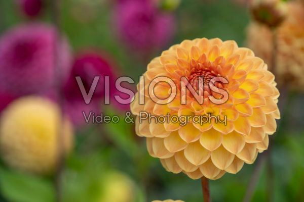 Dahlia Blyton Softer Gleam Dahlia Blyton Softer Gleam