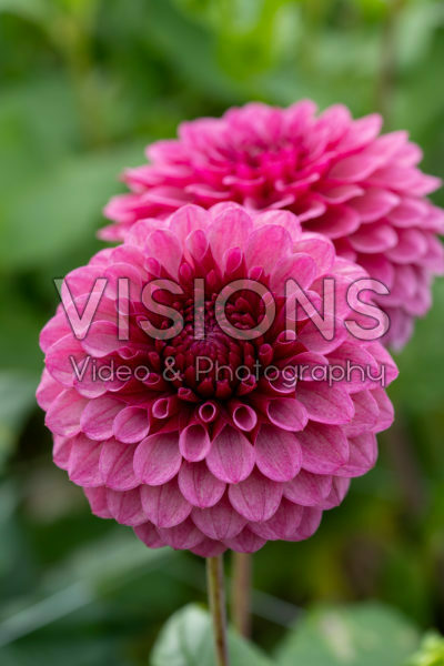 Dahlia Jowey Veronique Dahlia Jowey Veronique