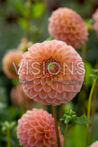 Dahlia L.A.T.E. Dahlia L.A.T.E.