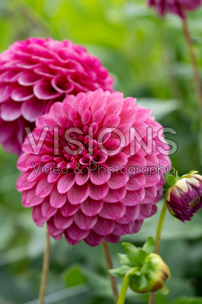 Dahlia Jowey Veronique Dahlia Jowey Veronique