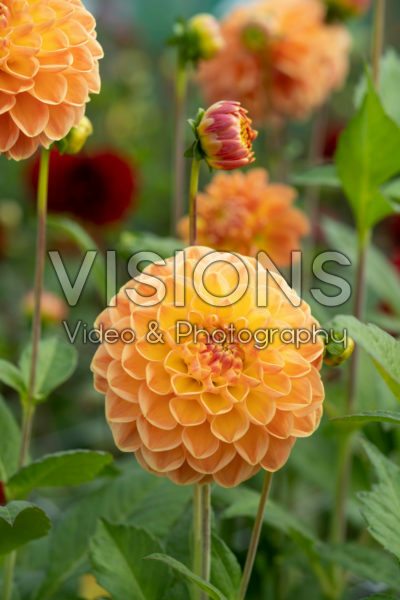 Dahlia Orange Cassini Dahlia Orange Cassini