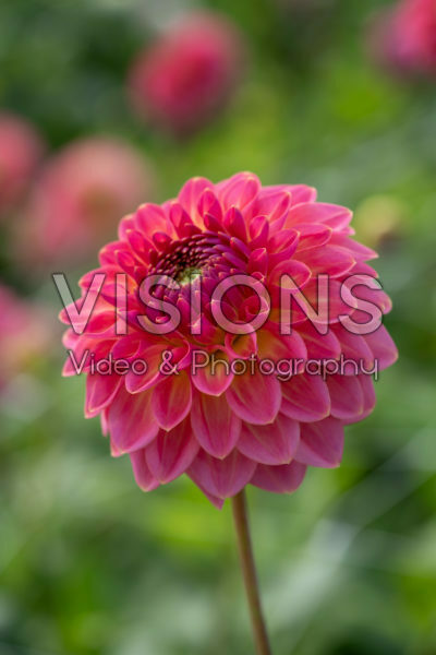 Dahlia Pink Suffusion Dahlia Pink Suffusion