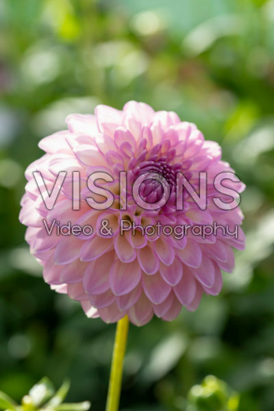 Dahlia Sefton Silvertop Dahlia Sefton Silvertop