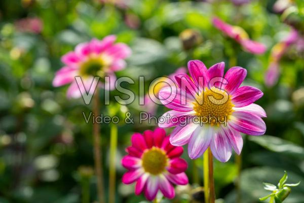 Dahlia Sweetheart Dahlia Sweetheart