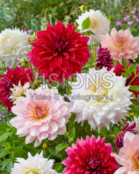 Decorative Dahlia blend Decorative Dahlia blend