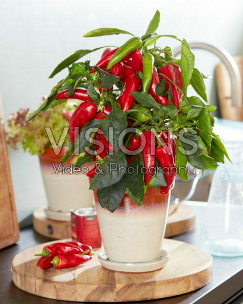 Capsicum Pillar Peppers™ F1 Galaxy™ Red Capsicum Pillar Peppers™ F1 Galaxy™ Red