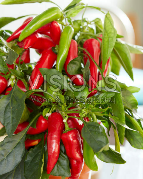 Capsicum Pillar Peppers™ F1 Galaxy™ Red Capsicum Pillar Peppers™ F1 Galaxy™ Red