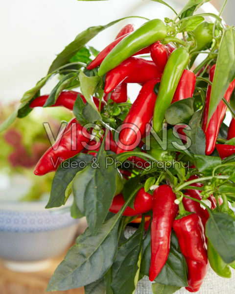 Capsicum Pillar Peppers™ F1 Galaxy™ Red Capsicum Pillar Peppers™ F1 Galaxy™ Red