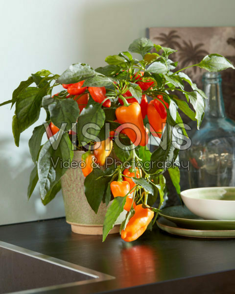 Capsicum Peppers from Heaven™ F1 Orange