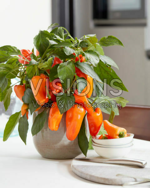 Capsicum Peppers from Heaven™ F1 Orange Capsicum Peppers from Heaven™ F1 Orange