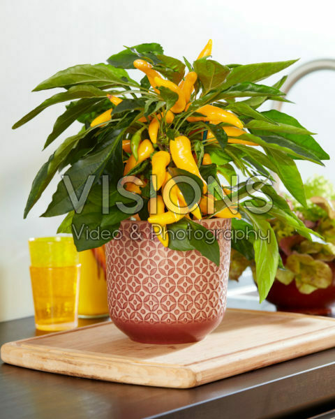 Capsicum Pillar Peppers™ F1 Galaxy™ Yellow