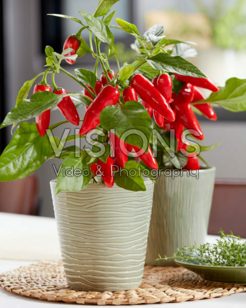 Capsicum Exp aq10 Red