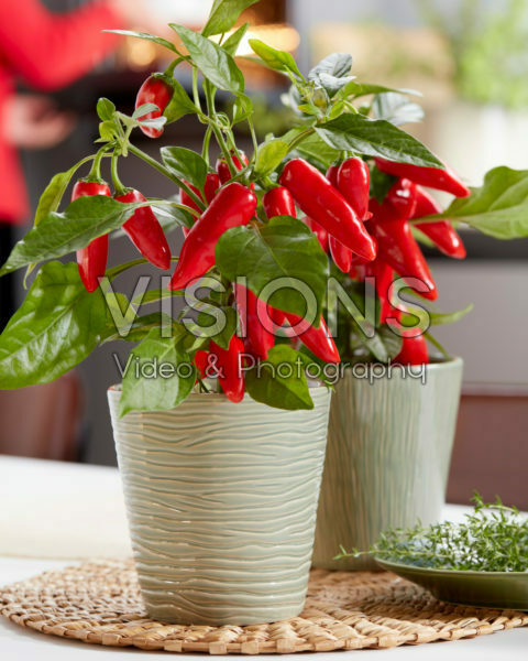 Capsicum Exp aq10 Red Capsicum Exp aq10 Red