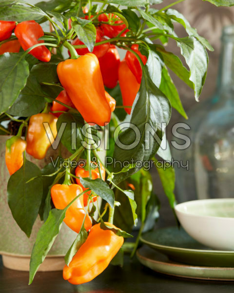 Capsicum Peppers from Heaven™ F1 Orange