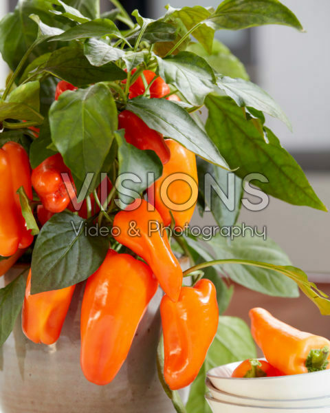 Capsicum Peppers from Heaven™ F1 Orange Capsicum Peppers from Heaven™ F1 Orange