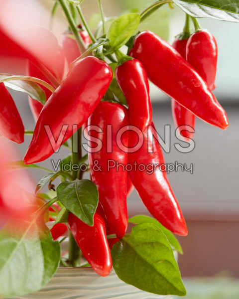 Capsicum Exp aq10 Red