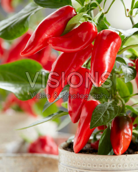 Capsicum Exp aq10 Red