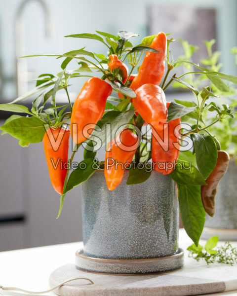 Capsicum Peppers from Heaven™ F1 Orange Capsicum Peppers from Heaven™ F1 Orange