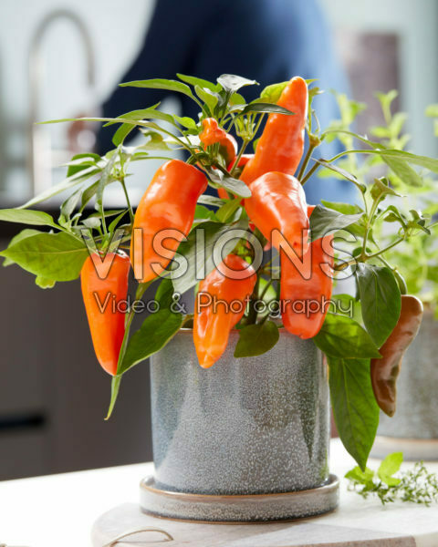 Capsicum Peppers from Heaven™ F1 Orange