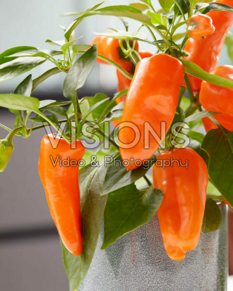 Capsicum Peppers from Heaven™ F1 Orange