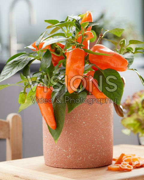 Capsicum Peppers from Heaven™ F1 Orange Capsicum Peppers from Heaven™ F1 Orange