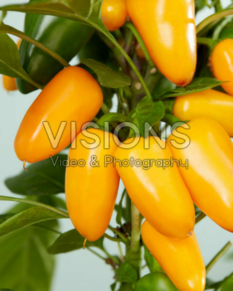 Capsicum Pillar Peppers™ F1 Mimi Orange Capsicum Pillar Peppers™ F1 Mimi Orange