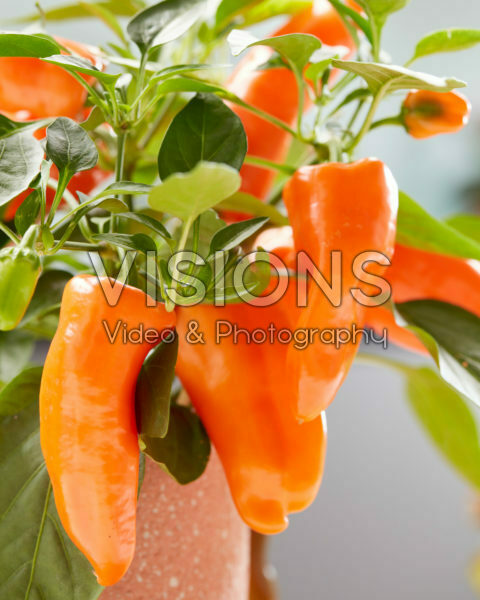 Capsicum Peppers from Heaven™ F1 Orange Capsicum Peppers from Heaven™ F1 Orange