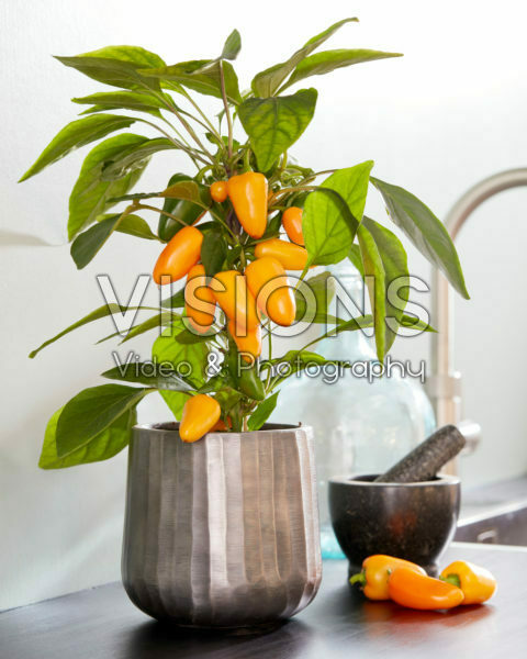 Capsicum Pillar Peppers™ F1 Mimi Orange
