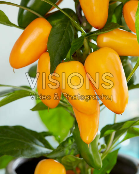 Capsicum Pillar Peppers™ F1 Mimi Orange