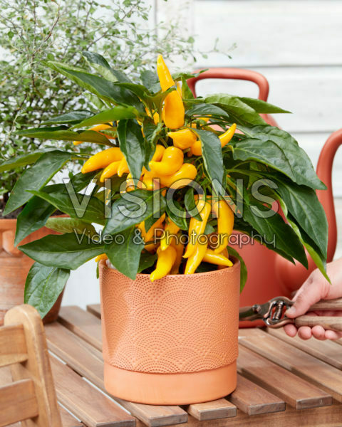 Capsicum Pillar Peppers™ F1 Galaxy™ Yellow Capsicum Pillar Peppers™ F1 Galaxy™ Yellow