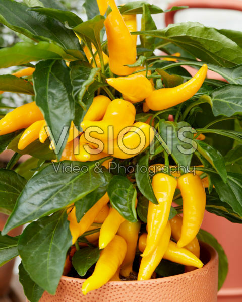 Capsicum Pillar Peppers™ F1 Galaxy™ Yellow Capsicum Pillar Peppers™ F1 Galaxy™ Yellow