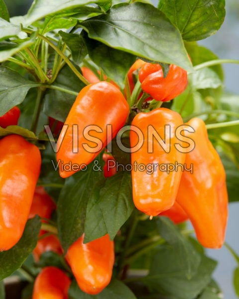 Capsicum Peppers from Heaven™ F1 Orange