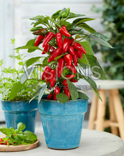 Capsicum Exp aq10 Red Capsicum Exp aq10 Red