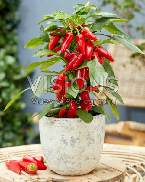 Capsicum Exp aq10 Red Capsicum Exp aq10 Red