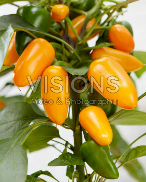 Capsicum Pillar Peppers™ F1 Mimi Orange Capsicum Pillar Peppers™ F1 Mimi Orange