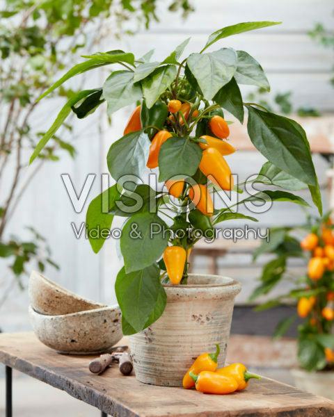 Capsicum Pillar Peppers™ F1 Mimi Orange Capsicum Pillar Peppers™ F1 Mimi Orange