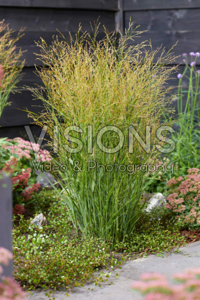 Panicum virgatum JS Buffalo Green