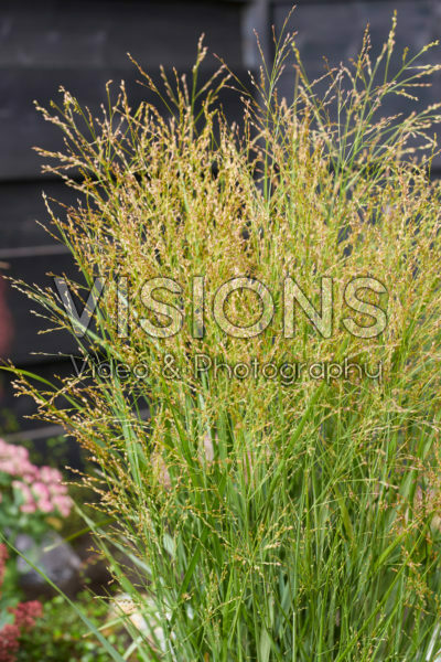 Panicum virgatum JS Buffalo Green