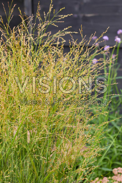 Panicum virgatum JS Buffalo Green