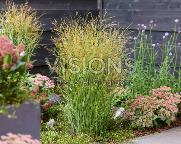 Panicum virgatum JS Buffalo Green