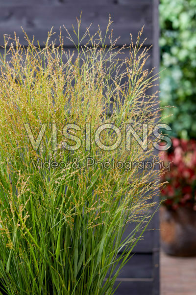 Panicum virgatum JS Buffalo Green Panicum virgatum JS Buffalo Green