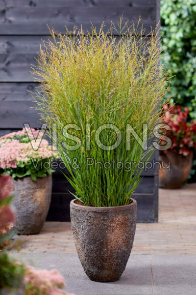 Panicum virgatum JS Buffalo Green