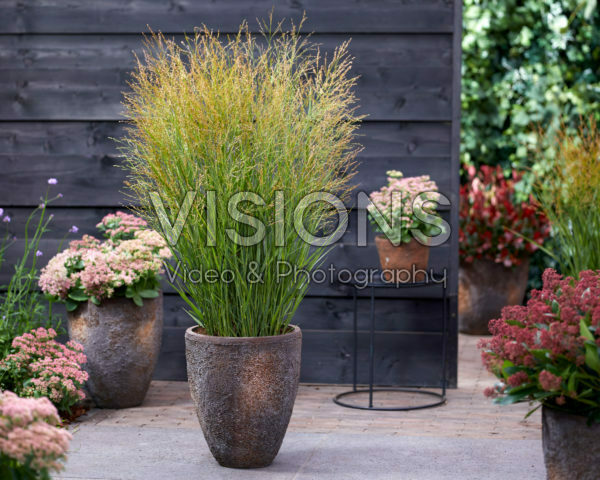Panicum virgatum JS Buffalo Green Panicum virgatum JS Buffalo Green