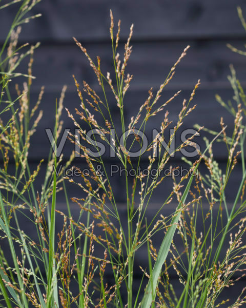 Panicum virgatum JS Buffalo Green Panicum virgatum JS Buffalo Green