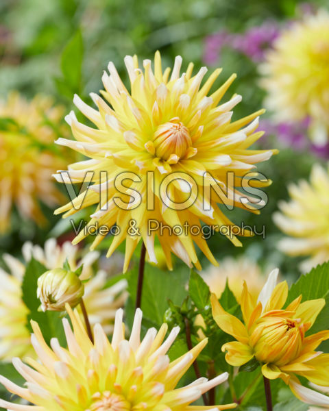 Dahlia Floyd's Dahlia Floyd's