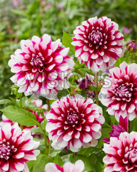 Dahlia Patches