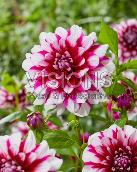 Dahlia Patches Dahlia Patches
